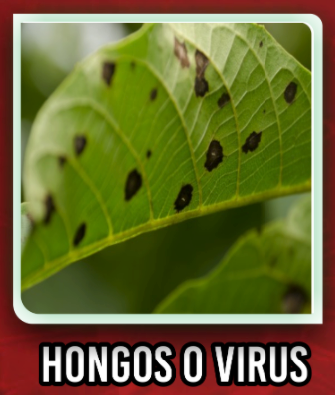 a_hongos_virus