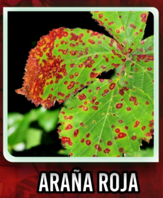 arania_roja