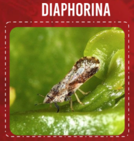 Diaphorna