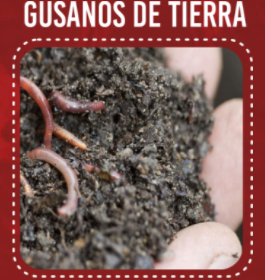 Gusanos de tierra