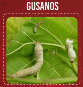 Gusanos