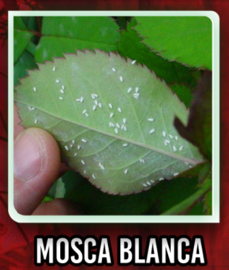 mosca_blanca_afectacion