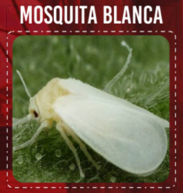 Mosquita Blanca