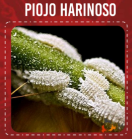 Piojo Harinoso