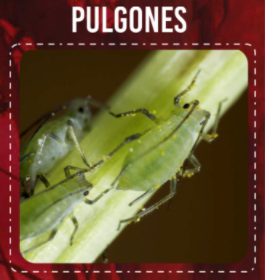 Pulgones